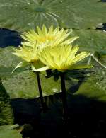 Seerose am 15.07.2008 in Wilhelma/Stuttgart