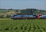 193 521 'Donau' SBBCI und 193 467 'Brig' SBBCI bei Hendschiken, Juni 2025.