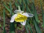 Narzissen in unserem Garten