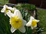 Narzissen in unserem Garten