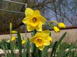 Narzissen in unserem Garten