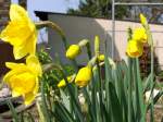 Narzissen in unserem Garten