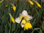 Narzissen in unserem Garten