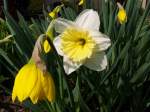 Narzissen in unserem Garten