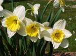 Narzissen in unserem Garten