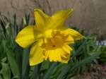 Narzissen in unserem Garten