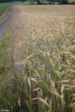 Herrlich mit den blauen Blüten
