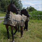 Wie gut, dass sie das Dampfross mit einem Elektrozaun eingeschlossen haben. Da kommt es niemals durch... Es kann ja kein Springreiten machen. Wieher... Juli 2024.