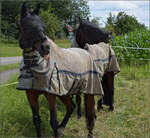 Ätsch, Bäätsch, Wieher... Du blödes Dampfross kriegst uns nieher! 

Wollbach, Juli 2024.