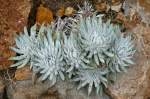Dudleya (Crassulaceae) am 02.11.2008 in Wilhelma/Stuttgart