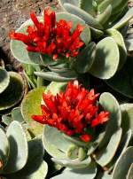 Kalanchoe am 23.07.2008 in Stuttgart/Wilhelma