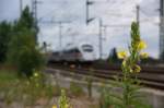 Ein Bild das fr mich inzwischen typisch geworden ist. Die Botanik im Vordergrund scheint Bahnanlagen zu lieben und schleicht sich immer fter in meine Bilder ein.
Hier ist  Das Hauptmotiv ist leider ungnstig abgeschnitten. . Es geht mir dabei allerdings nicht um den Zug an sich, sondern um das Unkraut. Diese Pflanzen sind hier gut einen Meter hoch und da kann ich unmglich die ganze Pflanze aufnehmen und beschrnkte mich so auf die Blte.