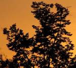 Foto Bernhard J., Schnittvariante I zur Demonstration.