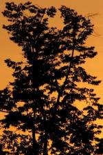 Foto Bernhard J., Schnittvariante II zur Demonstration.