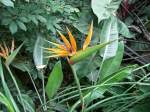 Die bekannteste Art der Strelizien ist die bis etwa 1,50 m hohe Paradiesvogelblume. Ihre Blte ist gro, orange und blau gefrbt.