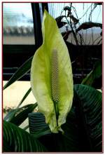 Einblatt am 18.06.2008 in Wilhelma/Stuttgart