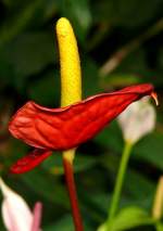 Groe Flamingoblume am 17.11.2008 in Wilhelma/Stuttgart