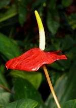 Groe Flamingoblume am 17.11.2008 in Wilhelma/Stuttgart