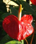 Groe Flamingoblume am 17.11.2008 in Wilhelma/Stuttgart