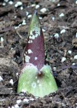 Titanwurz Blatttrieb ca. 20cm Hhe am 01.03.2009 in Wilhelma/Stuttgart