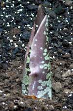 Titanwurz (ca. 40cm Hhe) am 22.03.2009 in Wilhelma/Stuttgart