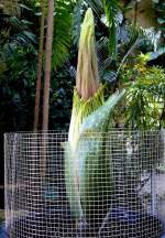 Titanwurz Bltentrieb am 19.07.2008 in Wilhelma/Stuttgart