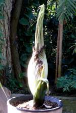 Titanwurz Bltentrieb am 23.07.2008 um 9:00h in Wilhelma/Stuttgart