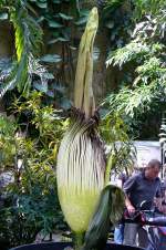 Titanwurz Bltentrieb am 23.07.2008 um 11:00h in Wilhelma/Stuttgart