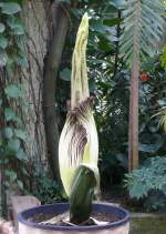 Titanwurz Bltentrieb am 23.07.2008 um 10:00h in Wilhelma/Stuttgart