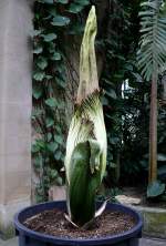 Titanwurz (Bltentrieb) am 19.07.2008 in Wilhelma/Stuttgart