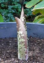 Titanwurz (Blattrieb) am 11.04.2009 in Wilhelma/Stuttgart
	


