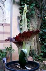 Titanwurz am 23.07.2008 um 20.55h in Wilhelma Stuttgart ISO200 F3,2 1/8sec