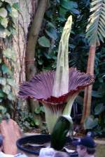 Titanwurz am 23.07.2008 um 20.56h in Wilhelma Stuttgart ISO200 F3,2 1/6sec 