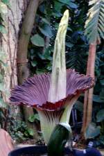 Titanwurz am 23.07.2008 um 20.57h in Wilhelma Stuttgart ISO200 F3,2 1/5sec 