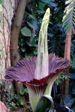 Titanwurz am 23.07.2008 um 20.58h in Wilhelma Stuttgart ISO200 F3,2 1/4sec 