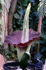 Titanwurz am 23.07.2008 um 20.59h in Wilhelma Stuttgart ISO200 F3,2 1/3sec 