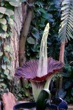 Titanwurz am 23.07.2008 um 21.00h in Wilhelma Stuttgart ISO200 F3,2 1/3sec 