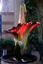 Titanwurz am 24.07.2008 um 8.22h in Wilhelma Stuttgart