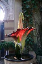 Titanwurz am 24.07.2008 um 8.23h in Wilhelma Stuttgart