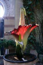 Titanwurz am 24.07.2008 um 8.25h in Wilhelma Stuttgart