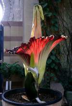 Titanwurz am 24.07.2008 um 8.26h in Wilhelma Stuttgart