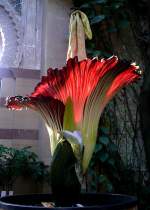 Titanwurz am 24.07.2008 um 8.28h in Wilhelma Stuttgart