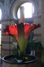 Titanwurz am 24.07.2008 um 8.30h in Wilhelma/Stuttgart