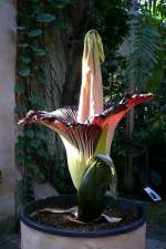 Titanwurz am 24.07.2008 um 8.32h in Wilhelma/Stuttgart