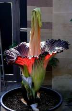 Titanwurz am 24.07.2008 um 8.38h in Wilhelma/Stuttgart