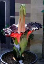 Titanwurz am 24.07.2008 um 8.42h in Wilhelma/Stuttgart