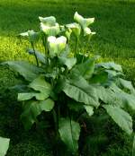 Zimmerkalla am 11.04.2009 in Wilhelma/Stuttgart