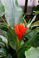 Zierbanane am 07.09.2008 in Wilhelma/Stuttgart