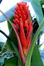 Zierbanane am 31.05.2008 in Wilhelma/Stuttgart