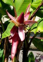 Banane am 05.07.2008 in Wilhelma/Stuttgart